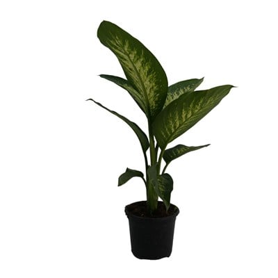 Difenbahya (Dieffenbachia Tropic Snow) Bitkisi - Çap 17 Cm - Boy 40-60 Cm Yeşil