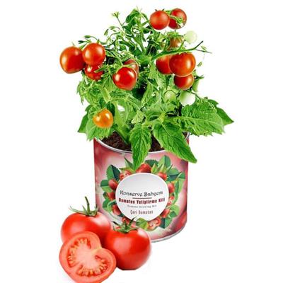 Konserve Bahçem Domates Yetiştirme Kiti