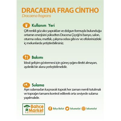 Dracaena Frag Cintho 30-40 Cm