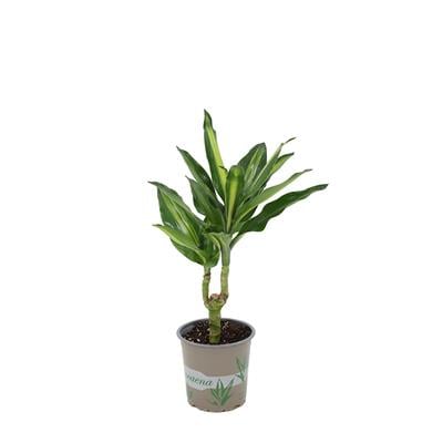 Dracaena Frag Cintho 30-40 Cm