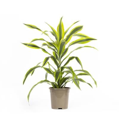 Dracaena Lemon Lime 17 Çap