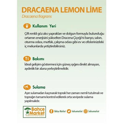 Dracaena Lemon Lime 120-140 CM