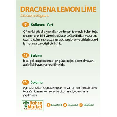 Dracaena Lemon Lime 17 Çap