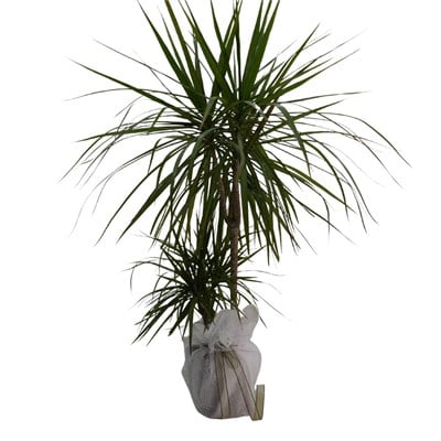 Dracaena Marginata 2 Gövdeli Yeşil
