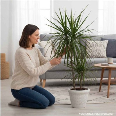 Dracaena Marginata 2 Gövdeli Yeşil