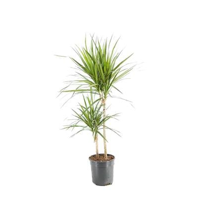 Dracaena Marginata 2 Gövdeli Yeşil