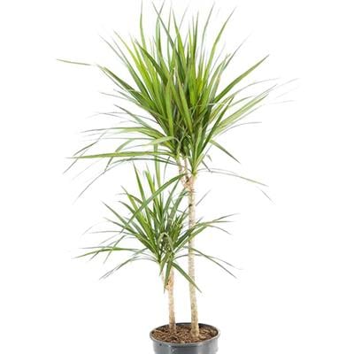 Dracaena Marginata 2 Gövdeli Yeşil