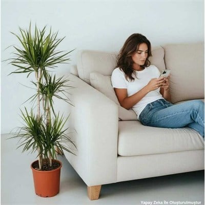 Dracaena Marginata 4lü 15*30*45*75 Cm Yeşil