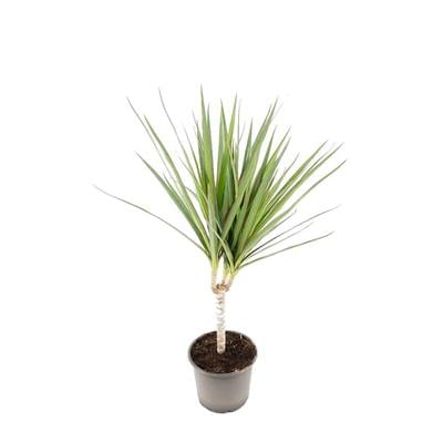 Dracaena Marginata Tekli Yeşil