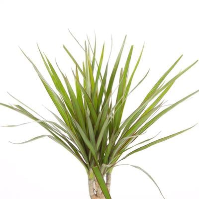 Dracaena Marginata Tekli Yeşil