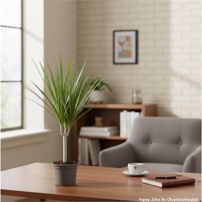Dracaena Marginata Tekli Yeşil
