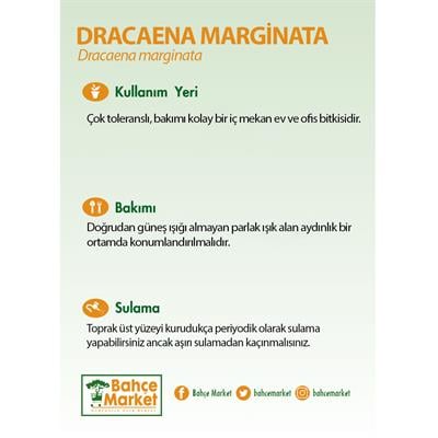 Dracaena Marginata Tekli Yeşil