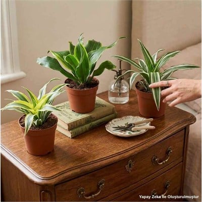 Dracaena Mix