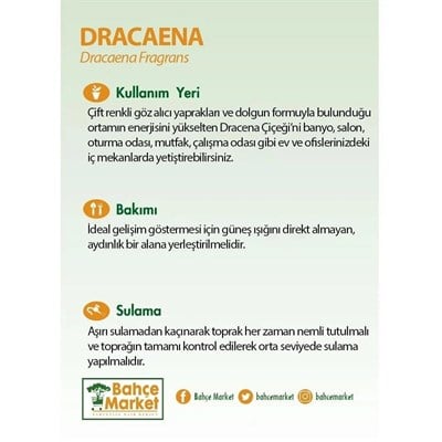 Dracaena Mix