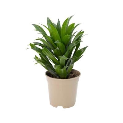 Dracaena Mix