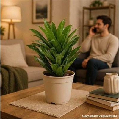 Dracaena Mix