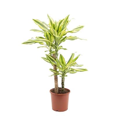 Dracaena Yellow Coast Bitkisi 60 - 80 Cm Yeşil