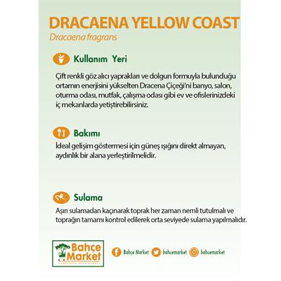 Dracaena Yellow Coast Bitkisi 60 - 80 Cm Yeşil