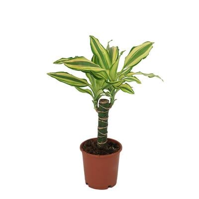 Dracaena Yellow Coast Yeşil