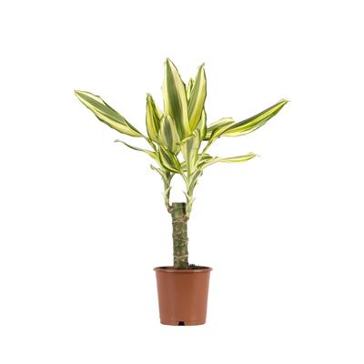 Dracaena Yellow Coast Yeşil
