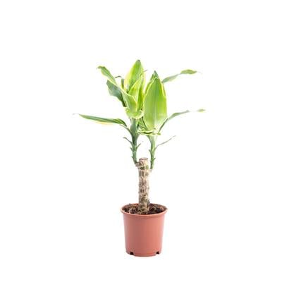 Dracaena Gold Coast Bitkisi