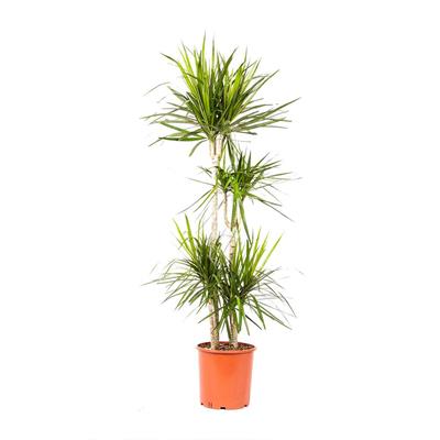 Dracaena Marginata 4lü 15*30*45*75 Cm Yeşil