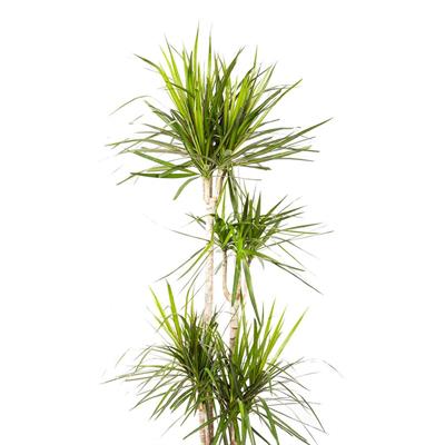 Dracaena Marginata 4lü 15*30*45*75 Cm Yeşil