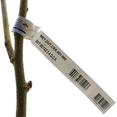 Dut Fidanı Beyaz Çıplak Kök