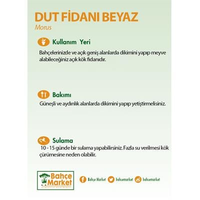 Dut Fidanı Beyaz Çıplak Kök