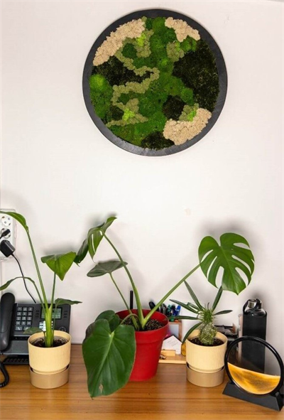 Duvar Bahçe Aranjman - Yaşayan Duvar Bitkileri 15