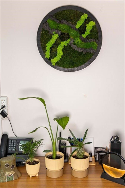 Duvar Bahçe Aranjman - Yaşayan Duvar Bitkileri