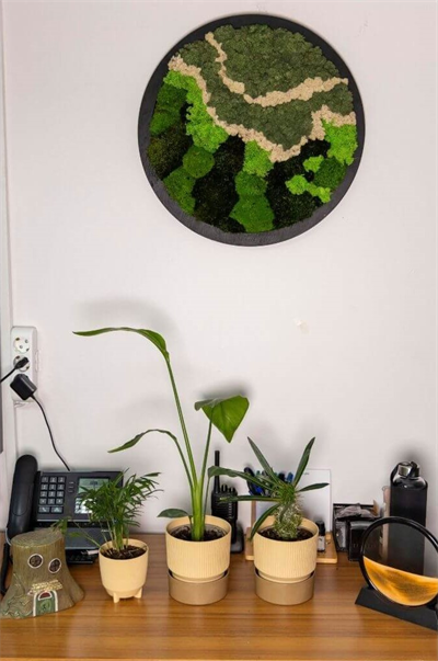 Duvar Bahçe Aranjman - Yaşayan Duvar Bitkileri