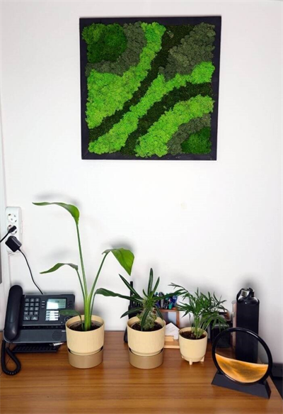 Duvar Bahçe Aranjman - Yaşayan Duvar Bitkileri