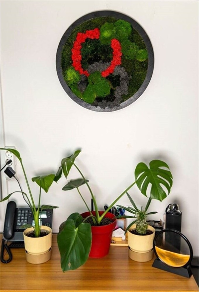 Duvar Bahçe Aranjman - Yaşayan Duvar Bitkileri