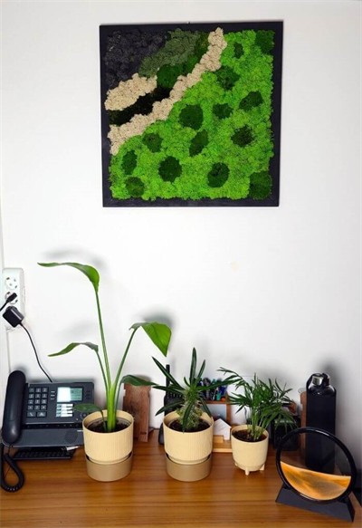 Duvar Bahçe Aranjman - Yaşayan Duvar Bitkileri