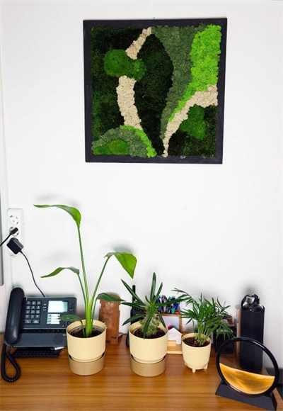 Duvar Bahçe Aranjman - Yaşayan Duvar Bitkileri