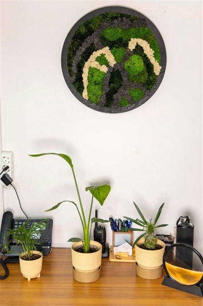 Duvar Bahçe Aranjman - Yaşayan Duvar Bitkileri