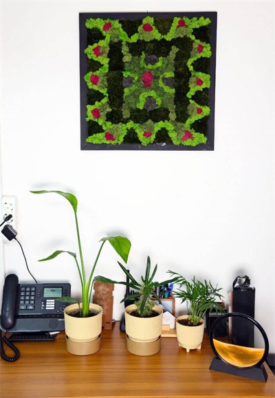 Duvar Bahçe Aranjman - Yaşayan Duvar Bitkileri 13