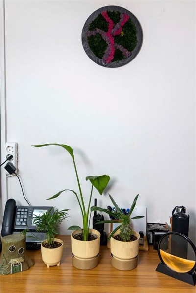 Duvar Bahçe Aranjman - Yaşayan Duvar Bitkileri 11