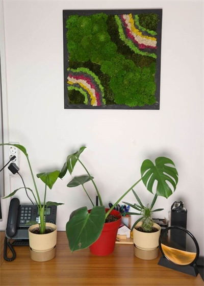 Duvar Bahçe Aranjman - Yaşayan Duvar Bitkileri 4