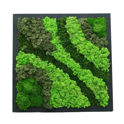 Duvar Bahçe Aranjman - Yaşayan Duvar Bitkileri