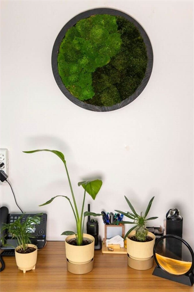 Duvar Bahçe Aranjman - Yaşayan Duvar Bitkileri 8