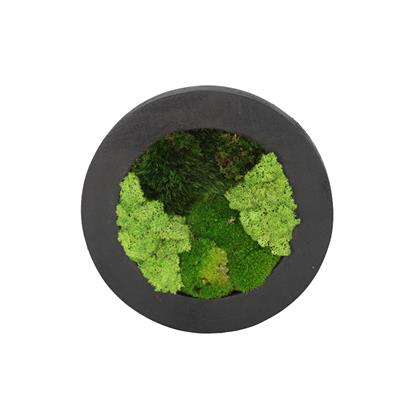 Duvar Bahçe Aranjman - Yaşayan Duvar Bitkileri 12