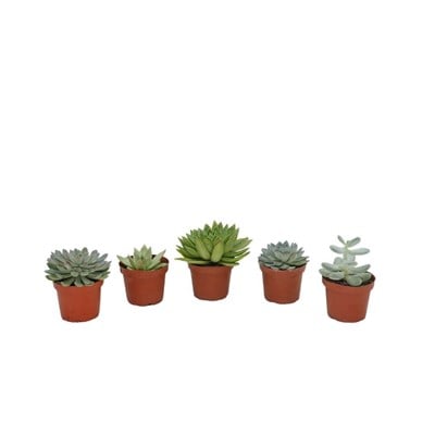 Echeveria 10-15 Cm