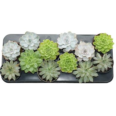Echeveria 10-20 Cm