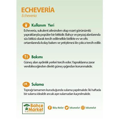 Echeveria 10-20 Cm