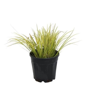 Eğir Otu (Acorus) 10-20 Cm