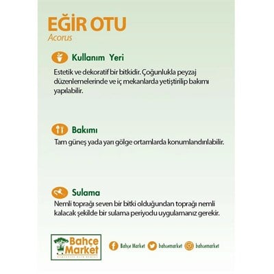 Eğir Otu (Acorus) 10-20 Cm
