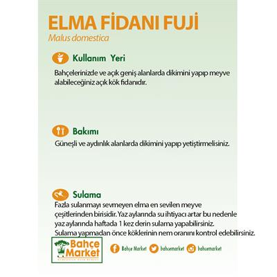 Elma Fidanı Fuji Çıplak Kök