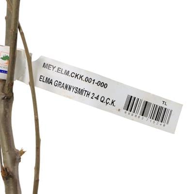 Elma Fidanı Granny Smith Çıplak Kök